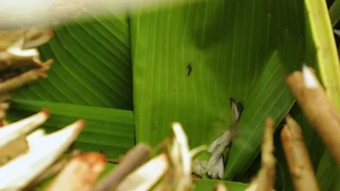 Termites are collected in the banana leaf. Some termites fly around. Stock Footage 201371686