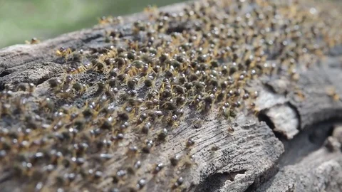 termites are insects that eat wood in ho... | Stock Video | Pond5