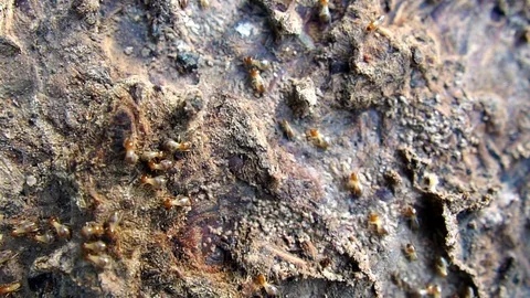 Termites are a lot of walking in an orderly manner Stock Footage 111836710