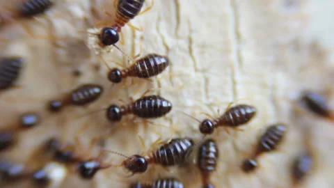 Termites are moving nests, Video stock 149542239