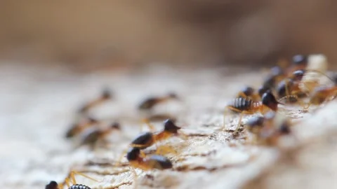 Termites are moving nests, Video stock 150076166