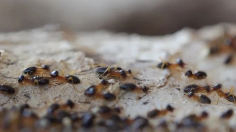 Termites are moving nests, Video stock 150076171