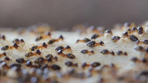 Termites are moving nests, Video stock 150076180