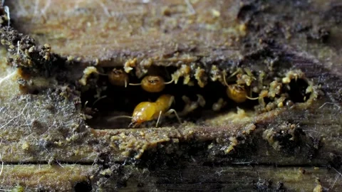 Termites are nesting in the timber. Stock-Footage 333105045