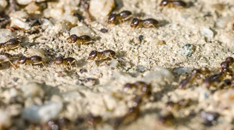 Termites below the ground 스톡 동영상 32660825