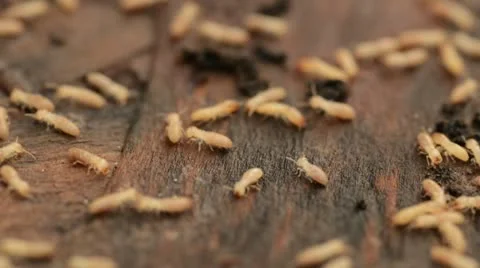 Termites on a board Video stock 12184890