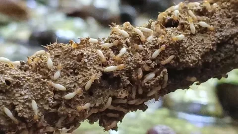 Termites Building Nest Above Flowing Water in Tropical Rainforest of Borneo Stock Footage 337888436