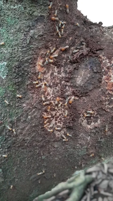 Termites Building Nest on Tree Trunk Stock Footage 323106820