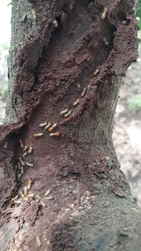 Termites Building Nest on Tree Trunk, Colony Activity and Wood Damage Stock Footage 323106962