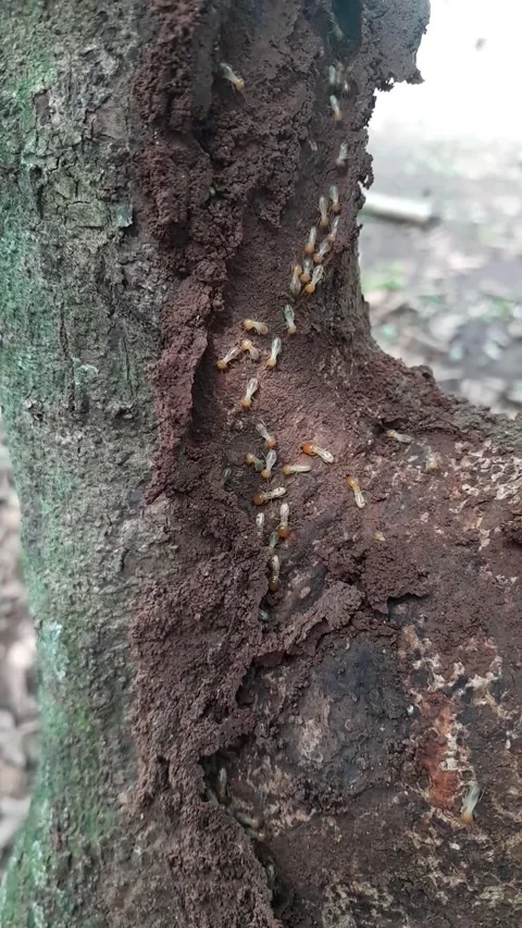 Termites Building Nest on Tree Trunk Stock Footage 323107188