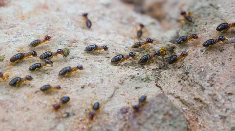 Termites carry something to mound 库存影片 40785610