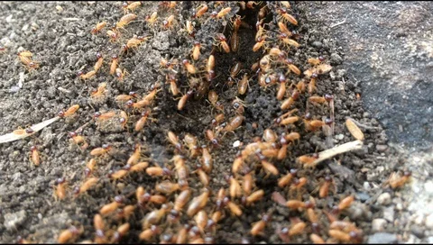 Termites colony 库存影片 127659556