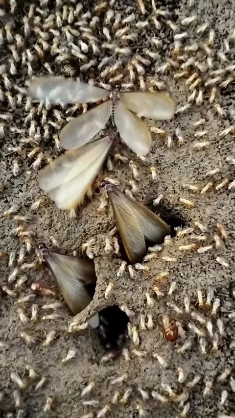 Termites that come out of their nests with an army of termites Stock Footage 300313231