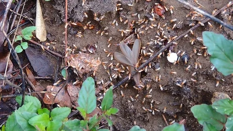 Termites coming out Video stock 110838151