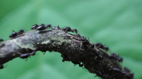 Termites Crawling Stock Footage 32325339