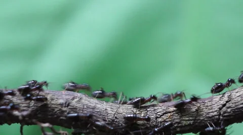 Termites Crawling Stock Footage 32325342