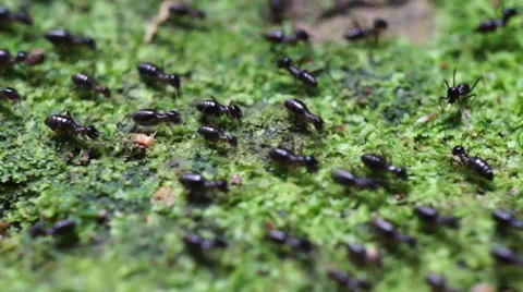 Termites Crawling Stock Footage 32325405
