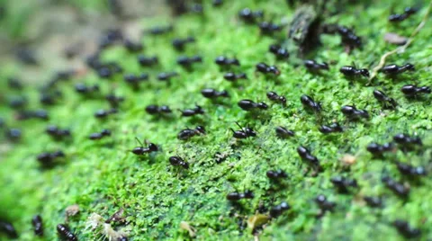 Termites Crawling Stock Footage 32325414