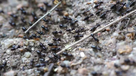 Termites Crawling Stock Footage 32325493