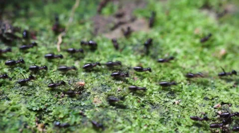 Termites Crawling Seamless loop  Stock Footage 32325266