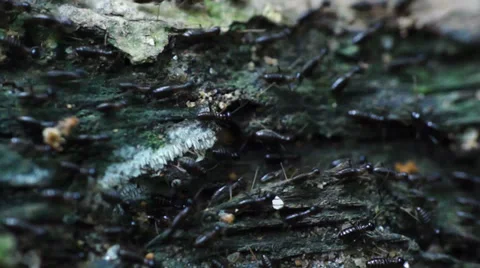 Termites Crawling Seamless loop - Teamwork concept Stock Footage 32325238