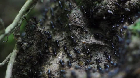 Termites Crawling Seamless loop - Teamwork concept Stock Footage 32325321
