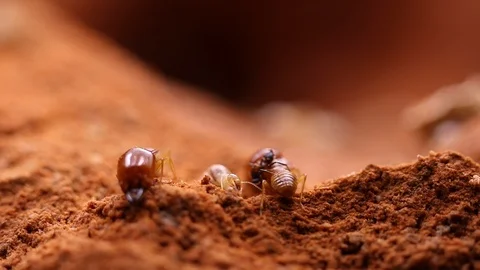 Termites damage home, macro close up termites in anthill Stock Footage 96676136