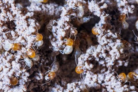 Termites damage home, macro close up termites in anthill Foto stock