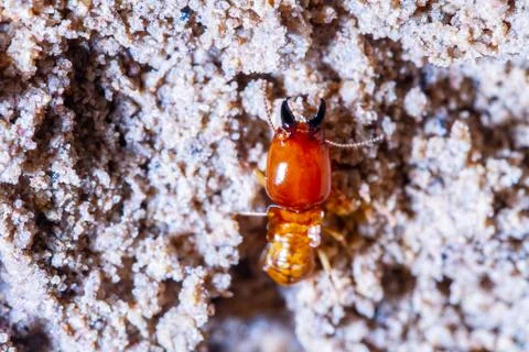 Termites damage home, macro close up termites in anthill Stock Photos