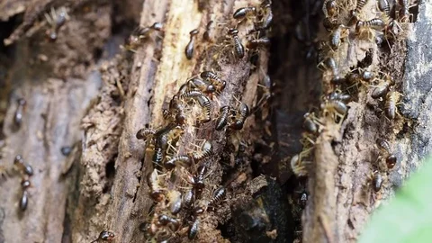 Termites on a decomposing tree Video stock 75499205