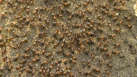 Termites on the earth surface, active after rain. Thailand 库存影片 87722171