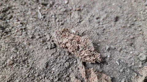 Termites eating tree dry branch. Stock Footage 294523043