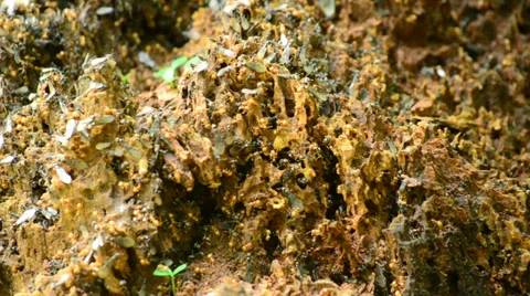 Termites Emerging to Mate Stock Footage 28501443