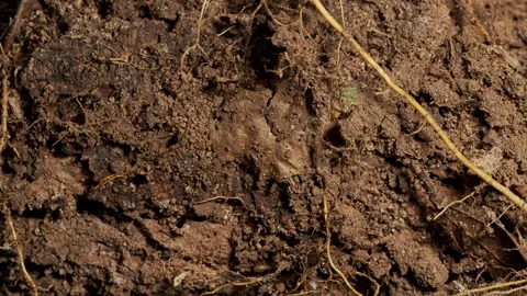 Termites Emerging from Underground Nest in Tropical Forest Soil Macro Close Up Vídeo Stock 336591985