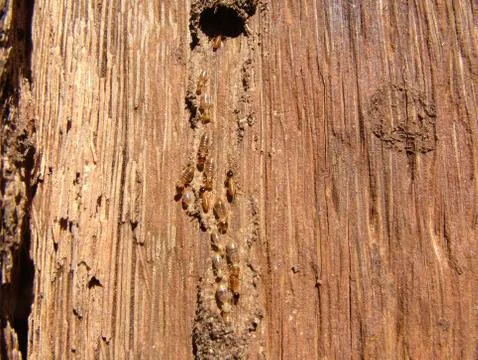 Termites eroding a trunk of a palm, concepcion paraguay Foto stock
