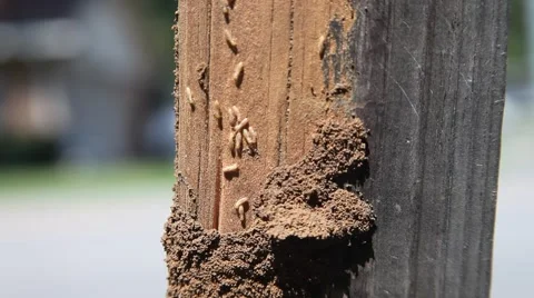 Termites on a fence post Video stock 67221990