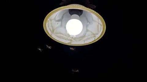 Termites flying around a light Stock Footage
