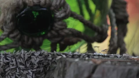Termites Flying Out of a Stump Stock Footage 148653137