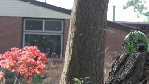 Termites Flying Out of a Stump Stock Footage 148653227