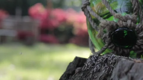 Termites Flying Out of a Stump Stock Footage 148653369