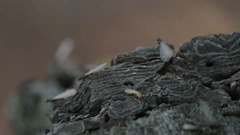 Termites Flying Out of a Stump Stock Footage 148653534