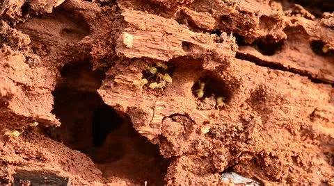 Termites Stock Footage 10843967