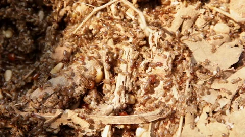 Termites Stock Footage 40347265