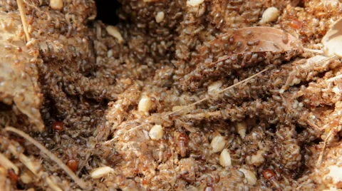 Termites Stock Footage 40347285