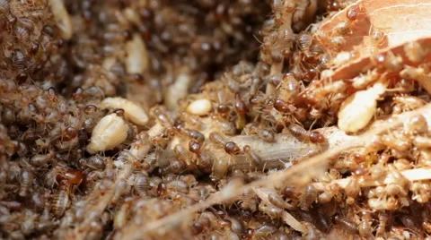 Termites Stock Footage 40347500
