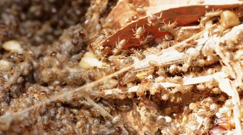 Termites Stock Footage 40347501
