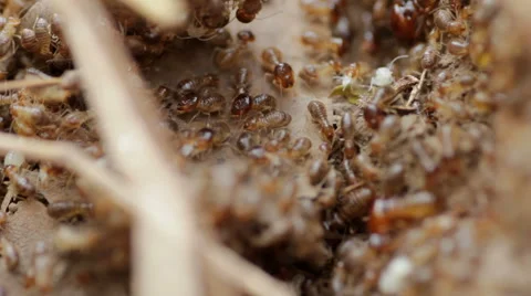 Termites Stock Footage 40347956
