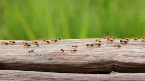 Termites Stock Footage 46234061