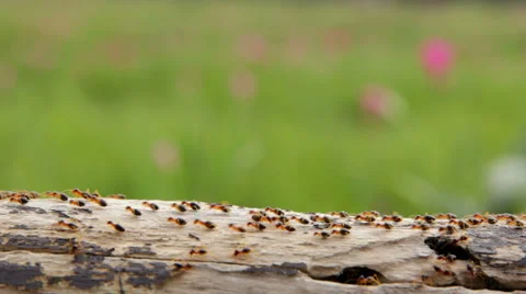 Termites Stock Footage 46234240