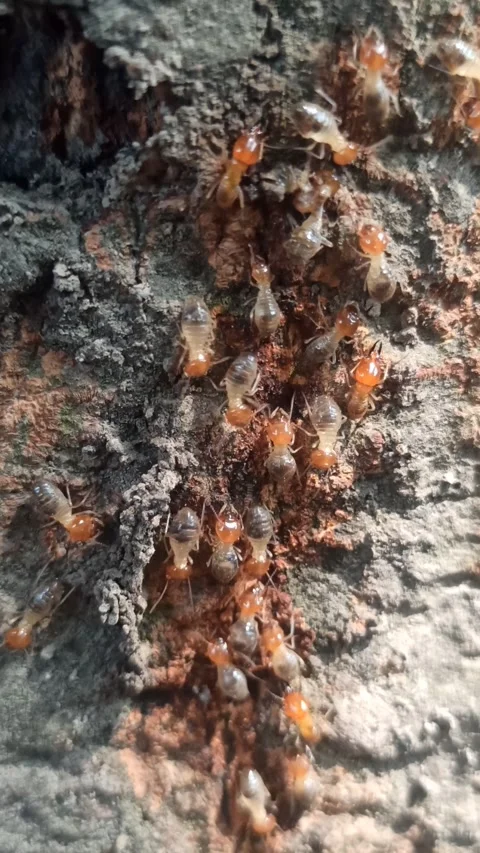 The termites Vídeo Stock 256651632